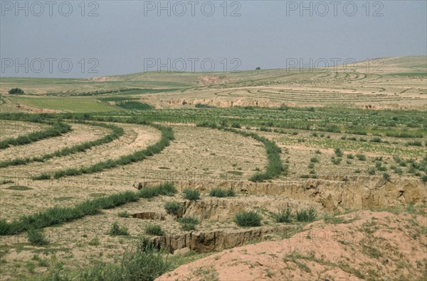 MONGOLIA, Desert, Desert Planting