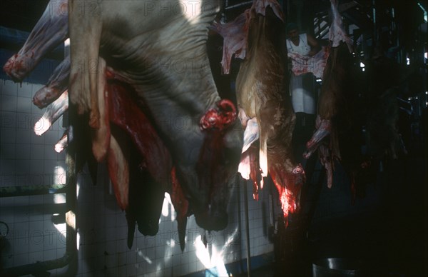 CUBA, Camaguey, Abattoir with man gutting hanging carcases dripping with blood