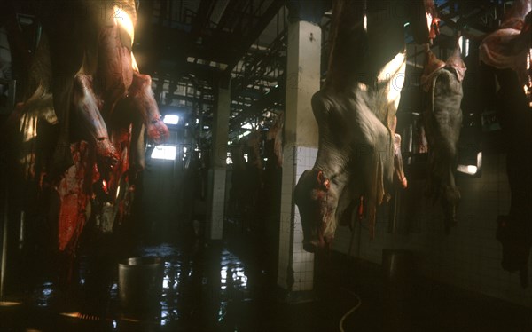 CUBA, Camaguey , Carcases hanging in abattoir with bloddied skin hanging from the bodies