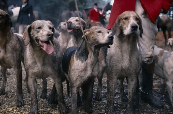 10069256 SPORT  Equestrian  Fox Hunting Men in traditional dress standing with pack of hounds