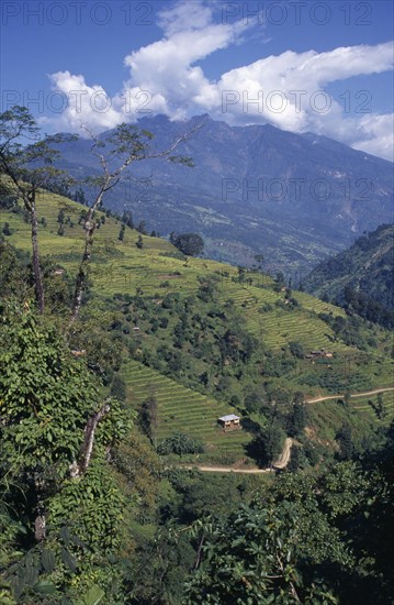 INDIA, West Sikkim Landscape, Agriculture, Terraced hillside with mountain backdrop part framed by treetops.