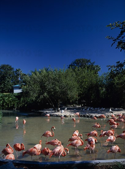 USA, Florida , Orlando, Seaworld. Pink Flamingos in shallow pool