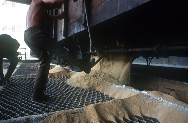 CUBA, Cienfuegos , Sugar Cane Process with workers depositing sugar from railway carriage