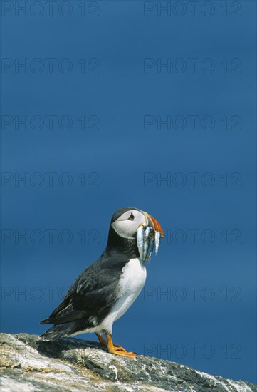 WILDLIFE, Birds, Puffin, Puffin (frateronia artica) with sand eels in its beak standing on Craigleath Scotland