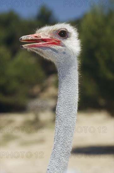 WILDLIFE, Birds, Ostrich, Portrait of Ostrich bird