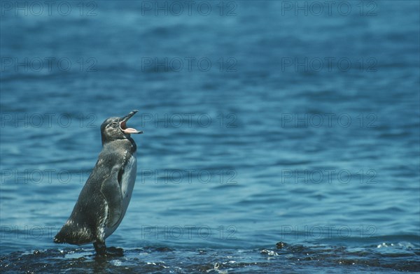 WILDLIFE, Birds, Penguin, Galapagos Penguin (spheniscus mendiculus) standing by water with mouth open on Bartolome Galapagos Islands