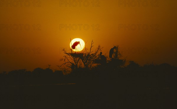 WILDLIFE, Birds, Storks, Storks nesting in tree at sunset in Bharatpur Rajasthan India