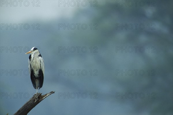 WILDLIFE, Birds, Heron, Grey Heron (ardea cinerea)sitting on tree branch  in Bharatpur Rajasthan India