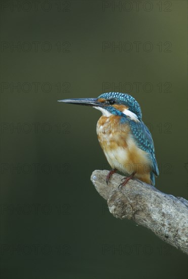 WILDLIFE, Birds, Kingfisher, Kingfisher (alcedo atthis) perched on a branch in Bharatpur Rajasthan India