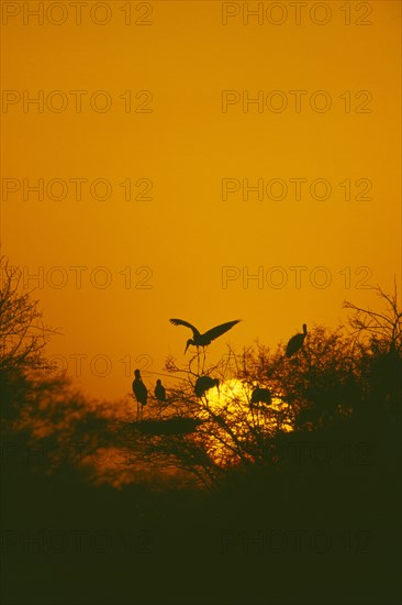 WILDLIFE, Birds, Storks, Storks nesting at sunset in a tree with one landing at Bharatpur Rajasthan India