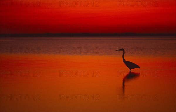 WILDLIFE, Birds, Heron, Great Blue Heron at sunset wading in water at Laguna Madre on Padre Island Texas USA