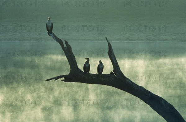 INDIA, Kerala, Periyar Lake, Silhouetted Shags perched on tree branch beside Lake in wildlife sanctuary.
