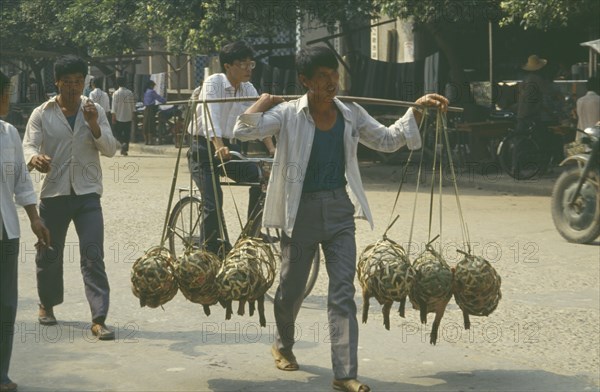 CHINA, Guangxi Province, Rongshui, Man carrying pigs to market in baskets hung from pole over his shoulders.  Passing cyclist.
