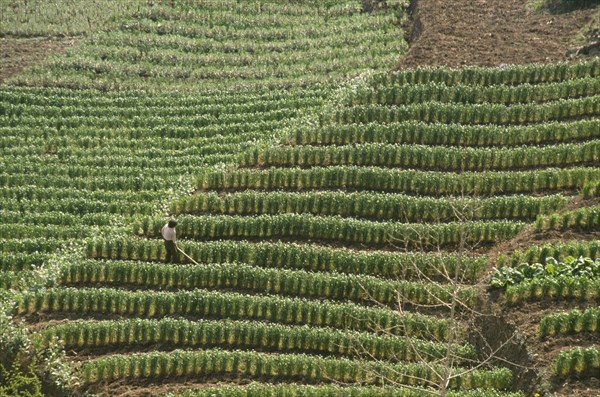 CHINA, Guizhou Province, Bijie , Wheat Terraces