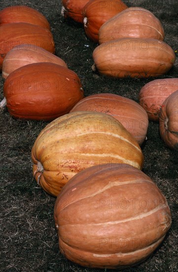 USA, North Carolina, Vegetables, Pumpkins on ground