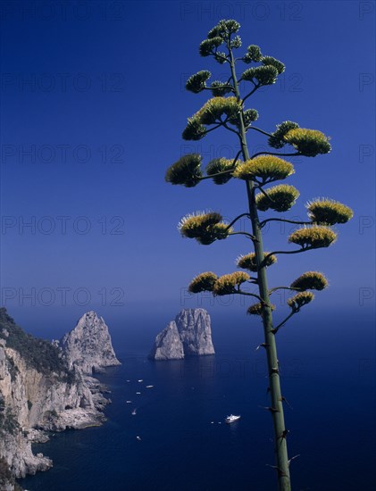 ITALY, Campania, Capri, Faraglioni Rocks with flowering tree in foreground.