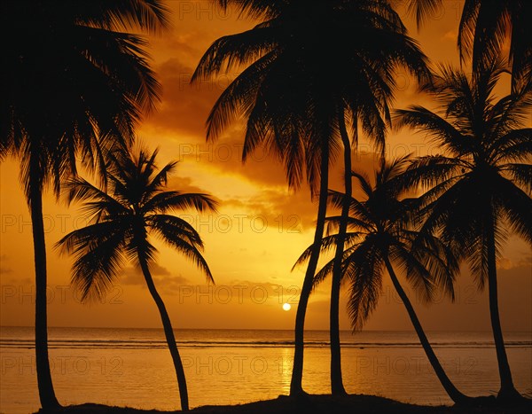 WEST INDIES, , Tobago, Palm tree silhouettes against sunset