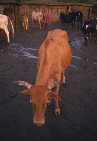 KENYA, Masai Mara, Cows in Manyatta Olanana