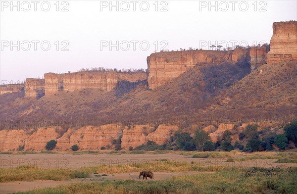 ZIMBABWE, Masvingo, Gonarezhou National Park, The Chilojo Cliffs tower above an african elephant (Loxodonta afrircana) walking on the grassland