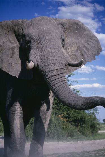 SOUTH AFRICA, East Transvaal, Kruger National Park, An African elephant (Loxodonta africana) in agressive stance beside a road