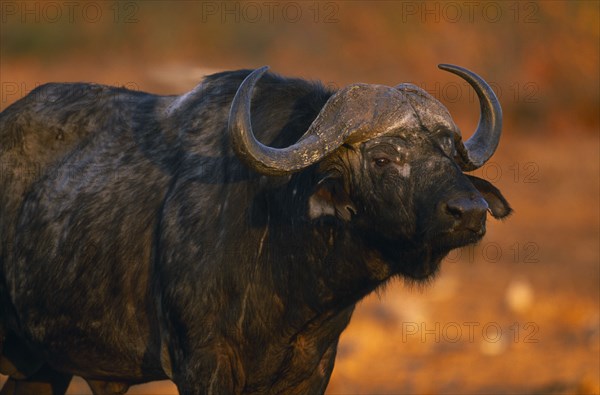 SOUTH AFRICA,  , Animals, Buffalo