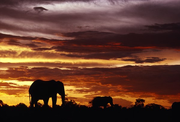 SOUTH AFRICA, East Transvaal, Kruger National Park, Two African Elephants (Loxodonta africana) walking on the horizon at sunset