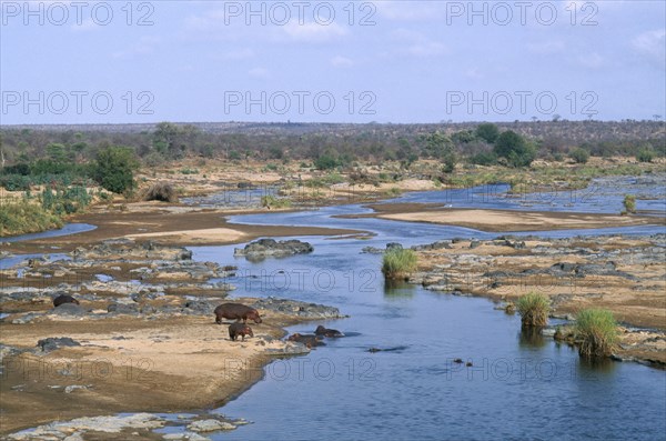 SOUTH AFRICA, Kruger National Park, Hippopotamus in Olifants River.