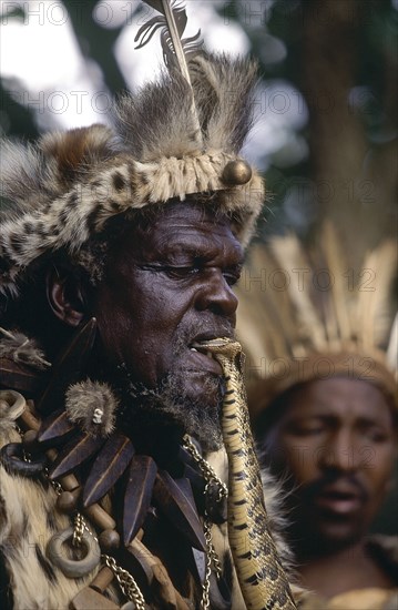 SOUTH AFRICA, KwaZulu Natal, Zulu sangoma with puffadder snake in his mouth.