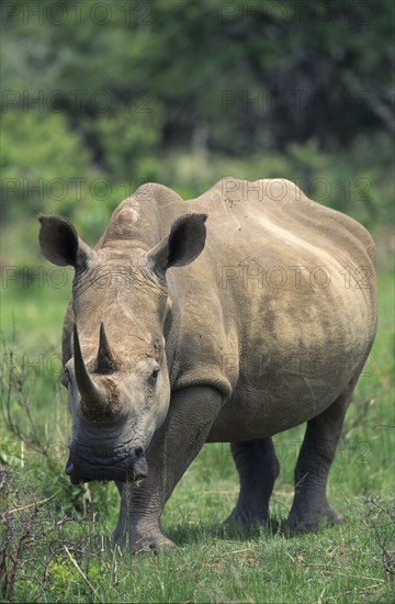 SOUTH AFRICA, KwaZulu Natal, Itala Nature reserve, White Rhinoceros (Ceratotherium Simum) in grassland.Phtgr.