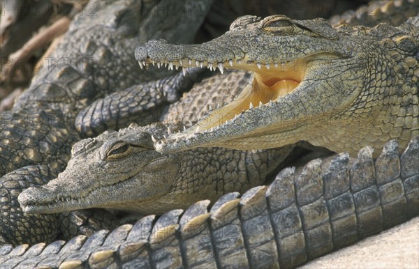 SOUTH AFRICA, KwaZulu Natal, Animals, "St. Lucia Crocodile Centre.  Juvenile Nile Crocodile  (Crocodylus Niloticus) gaping for thermal regulation, baby behind."