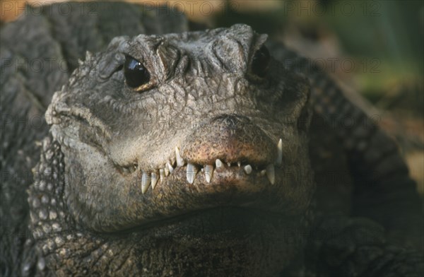 SOUTH AFRICA, KwaZulu Natal, Animals, "St.Lucia crocodile centre, adult dwarf  (Osteoiaemus Tetraspis) an inhabitant of West  African wetlands."