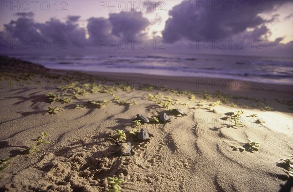 SOUTH AFRICA, KwaZulu Natal, Sodwana Bay National Park, Recently hatched turtles going across a sandy beach towards the sea