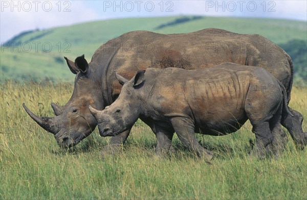SOUTH AFRICA, Natal, Zululand , White Rhinoceros (Ceratotherium Simum) and calf in grassland.