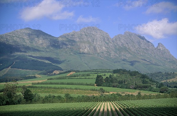 SOUTH AFRICA, Cape Province, Near Stellenbosch, "Scenic view over Delheim wine estates and vineyards of Muratie, mountains and blue sky behind. "