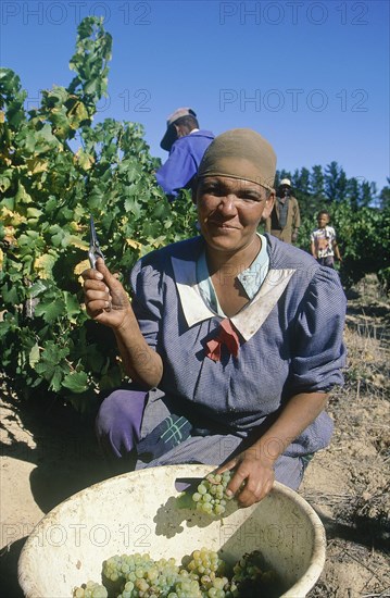 SOUTH AFRICA, Cape Province, Stellenbosch, Female grape picker in a vineyard.