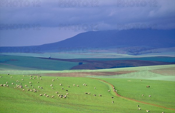 SOUTH AFRICA, Western Cape , Caledon, Sheep grazing on a hillside with stormy sky in background.