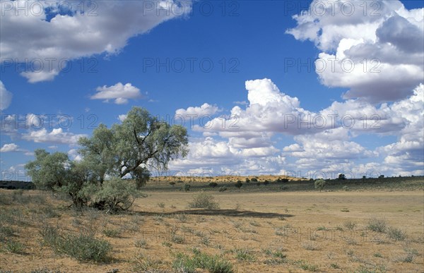 SOUTH AFRICA, Kalahari, Gemsbok National Park, "Audb River Valley, open plains and tree with blue sky and white clouds."