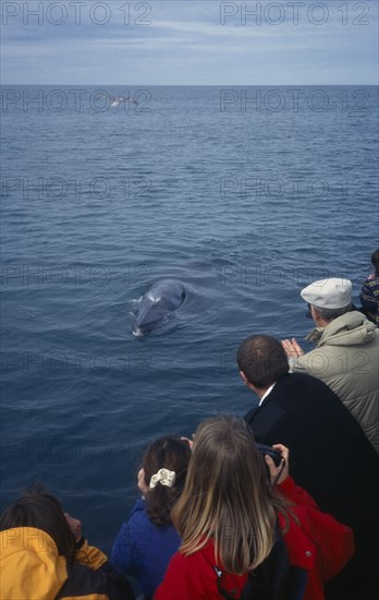 ICELAND, Husavik , Whale watching.