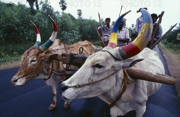 INDIA, Tamil Nadu, Transport, Pair of oxen with painted horns pulling a cart carrying five male passengers.