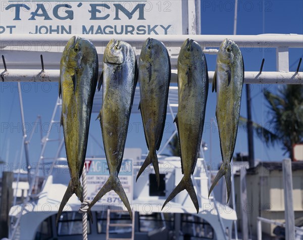 USA, Florida , Mattecumbe Key, Freshly caught Dolphin Fish