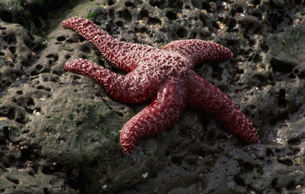 USA, Oregon, Natural History, Star fish Asterias vulgaris on rock underneath water.
