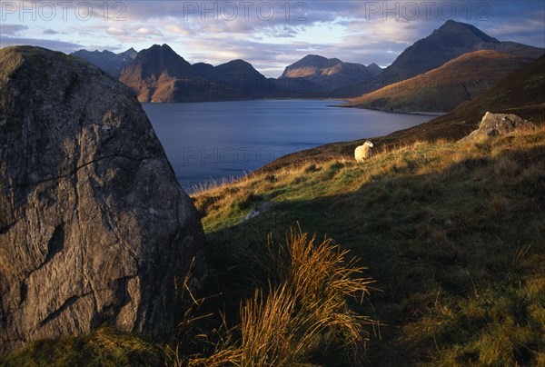 SCOTLAND, Isle of Skye, Cullin Hills, Single sheep beside granite boulder overlooking Loch Scavaig with the Cullin Hills beyond.