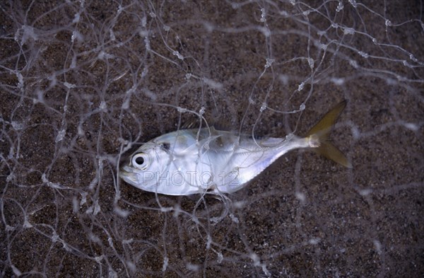 VIETNAM, Central, Da Nang, Close up of single fish caught in net on China beach