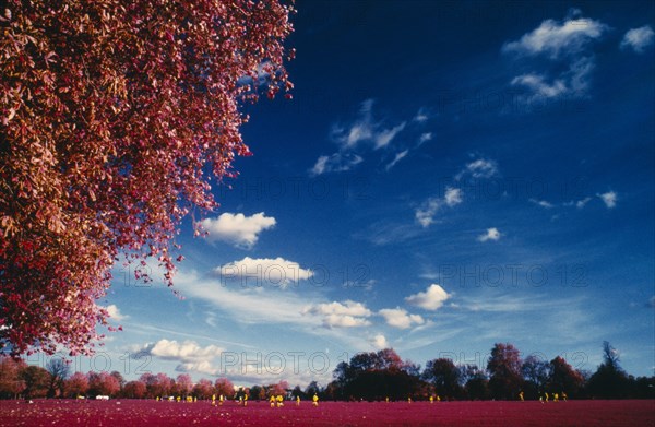 MEDIA, Photography, Film, Infra red photograph of Clapham Common with trees in the foreground and people playing football in the distance