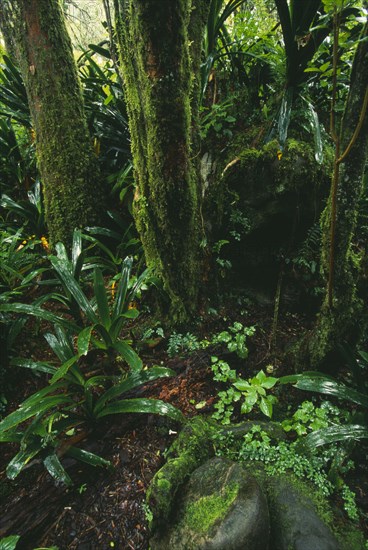 SOUTH AFRICA, Mpumalanga, Near Grasskop, Rain forest interior At God's Window.