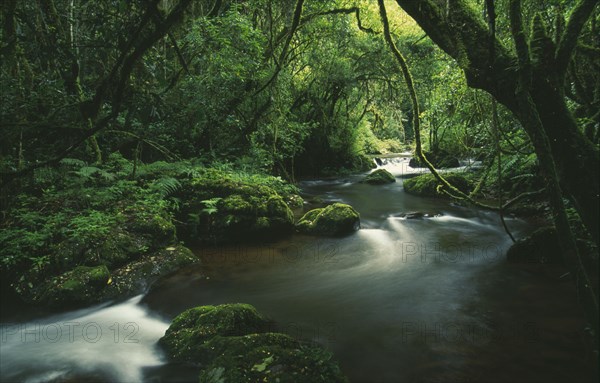 SOUTH AFRICA, Mpumalanga, Near Sable, Forest scene stream running through heavy trees.