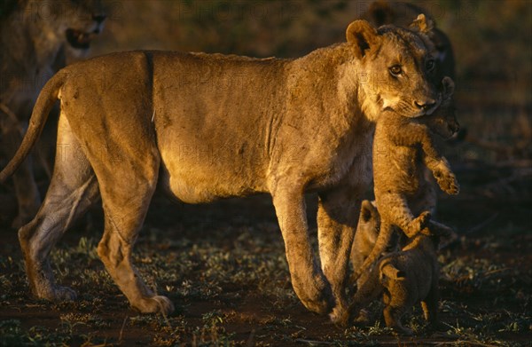 SOUTH AFRICA, East Transvaal, Kruger National Park, Lioness carrying cub in mouth