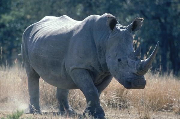 SOUTH AFRICA, East Transvaal, Kruger National Park, White Rhinoceros walking