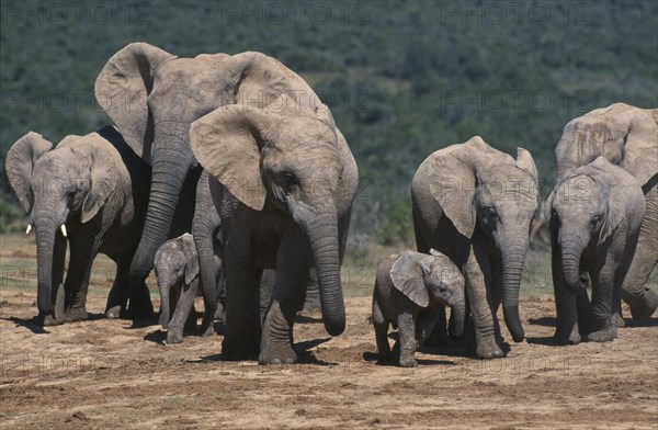 SOUTH AFRICA, Cape Province, Animals, Addo Elephant National Park. Breeding herd of elephants with babies.
