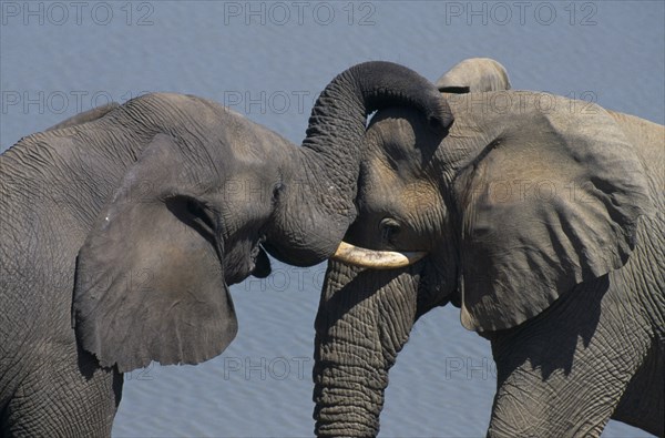 ZIMBABWE, Hwange National Park, Bull elephants touching with trunks.